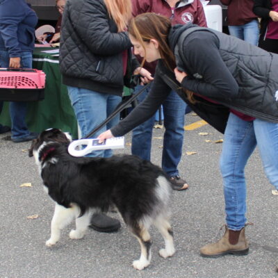 Staff scan a recently inserted microchip with a wand.